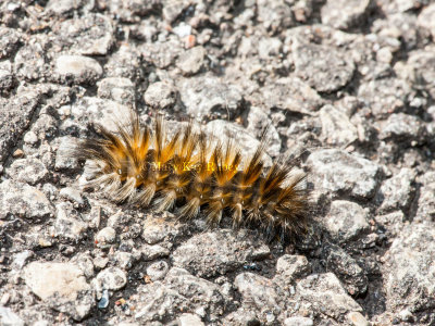 Salt Marsh Caterpillar _11R3970.jpg