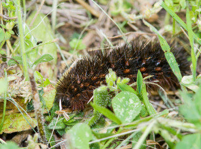 Salt Marsh Moth Caterpillar _MG1787.jpg