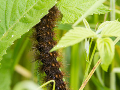 Salt Marsh Moth Caterpillar _MG1836.jpg