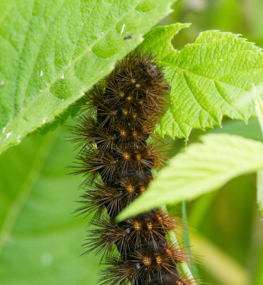 Salt Marsh Moth Caterpillar _MG1839.jpg