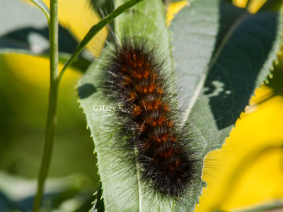 Salt Marsh Moth Caterpillar _MG_3882.jpg