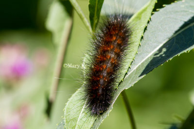 Salt Marsh Moth Caterpillar _MG_3886.jpg