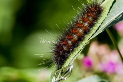Salt Marsh Moth Caterpillar _MG_3895.jpg
