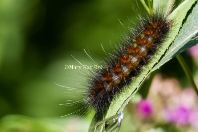 Salt Marsh Moth Caterpillar _MG_3901.jpg