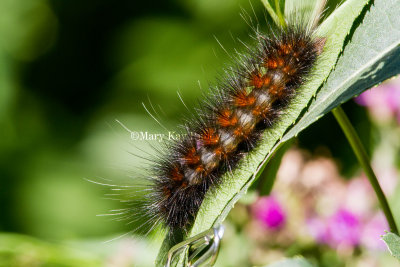 Salt Marsh Moth Caterpillar _MG_3906.jpg