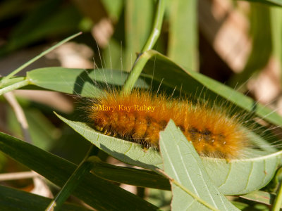 Virginian Tiger Moth Caterpillar _7MK7122.jpg