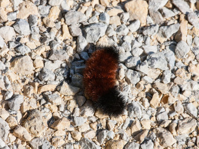 Woolly Bear caterpillar _11R4016.jpg