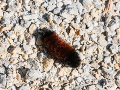 Woolly Bear caterpillar _11R4018.jpg