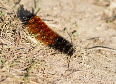 Woolly-bear Caterpillar _MG_9785.jpg