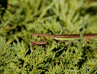 Chinese Praying Mantis _S9S2504.jpg