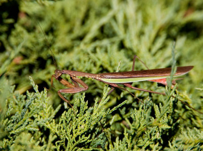 Chinese Praying Mantis _S9S2513.jpg