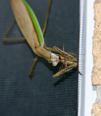 Chinese Praying Mantis _S9S3227.jpg