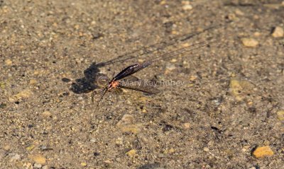 Mayfly