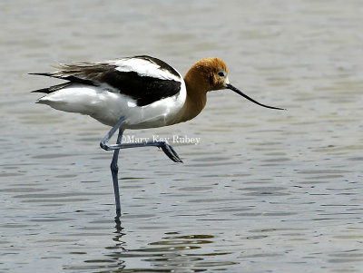 American Avocet D4EC4291.jpg