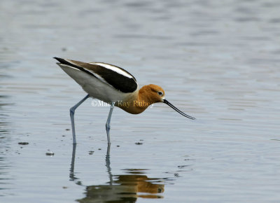 American Avocet D4EC4366.jpg