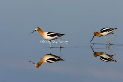 American Avocet _H9G9460.jpg