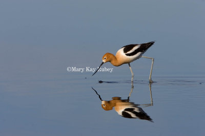 American Avocet _H9G9471.jpg