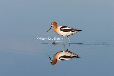 American Avocet _H9G9477.jpg