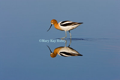 American Avocet _H9G9481.jpg