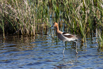 American Avocet _S9S8546.jpg