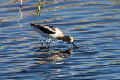 American Avocet _S9S8562.jpg