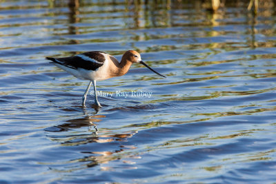 American Avocet _S9S8609.jpg