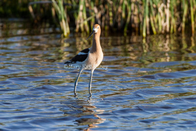 American Avocet _S9S8629.jpg