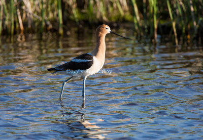 American Avocet _S9S8638.jpg