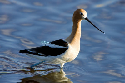 American Avocet _S9S8644.jpg