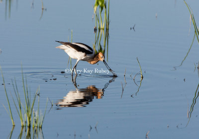 American Avocet _S9S9181.jpg