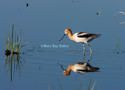 American Avocet _S9S9195.jpg