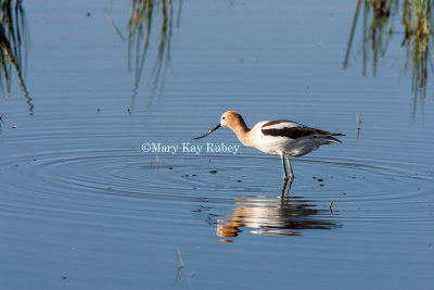 American Avocet _S9S9222.jpg