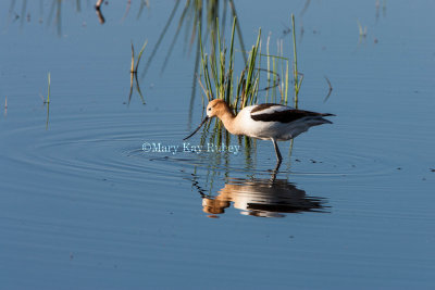 AMERICAN AVOCET (Recurvirostra americana)