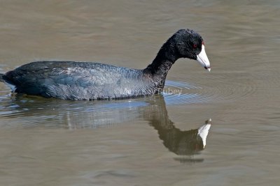 American Coot D4EC6688.jpg