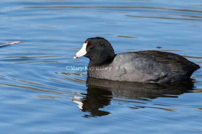 American Coot _2MK0676.jpg