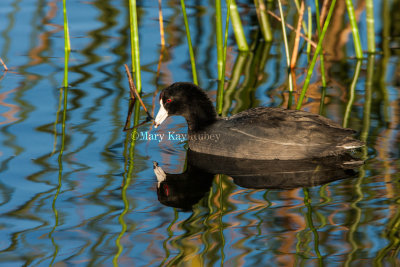 American Coot _I9I1144.jpg