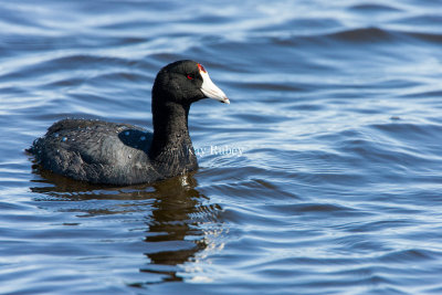 American Coot _S9S4400.jpg