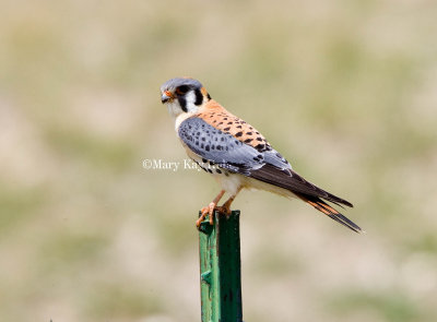 American Kestrel (WY) _S9S7766.jpg