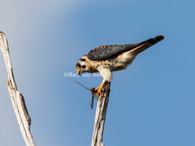 American Kestrel _MK22036.jpg