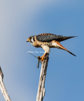 American Kestrel _MK22037.jpg