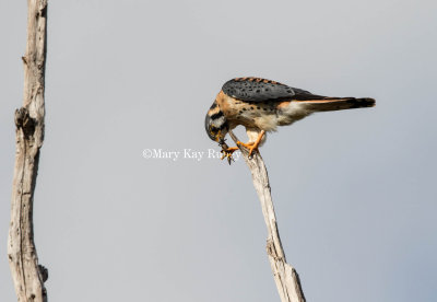 American Kestrel _MK22086.jpg