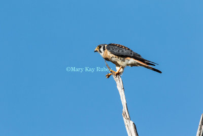 American Kestrel _MK22099.jpg