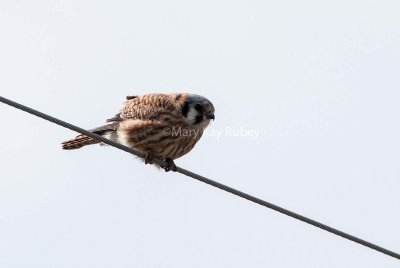 American Kestrel female D4EC7579.jpg