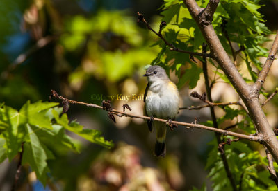 American Redstart female _S9S7479.jpg