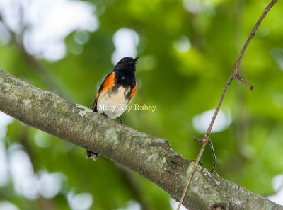 American Redstart male _H9G9954.jpg