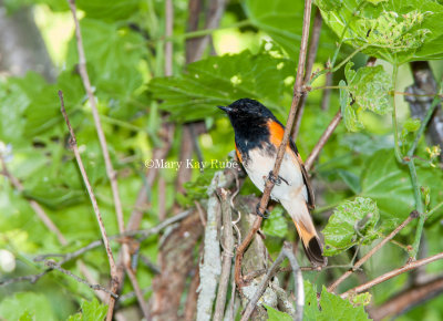 American Redstart male _H9G9955.jpg