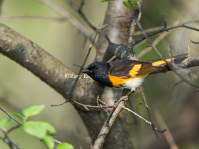 American Redstart male _MG_2334.jpg