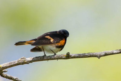 American Redstart male _S9S0414.jpg