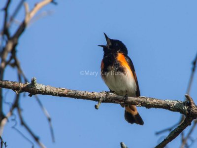 American Redstart male _S9S7437.jpg