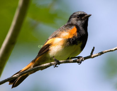 AMERICAN REDSTART (Setophaga ruticillia)